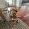A brown dog sitting on a hardwood floor