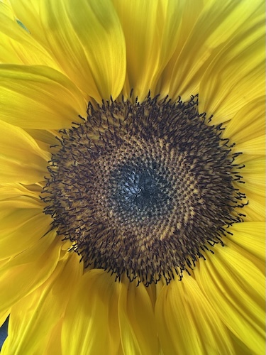 close-up of a sunflower disc with golden ratio spirals in florets,
surrounded by vibrant yellow petals